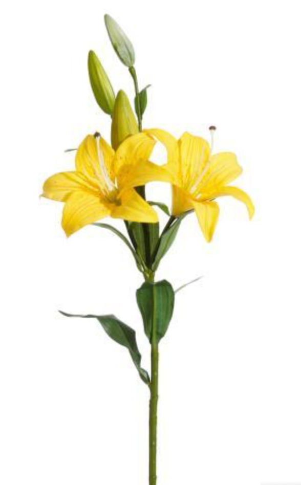 Natural Plus Star Tiger Lily w/Lvs (Yellow)