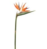 Bird Of Paradise