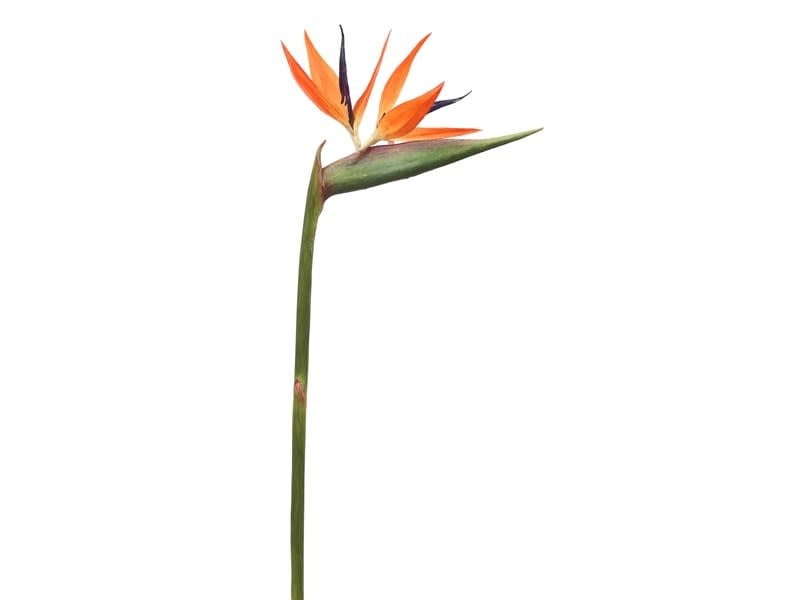 Bird Of Paradise
