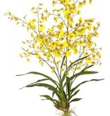 ORCHID DANCING ONCIDIUM PLANT L. 40 Yellow