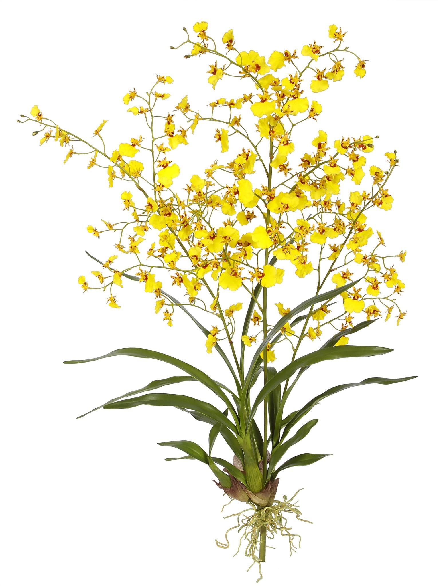 ORCHID DANCING ONCIDIUM PLANT L. 40 Yellow