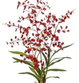 Orchid Dancing Oncidium Plant L. 40" Burgundy