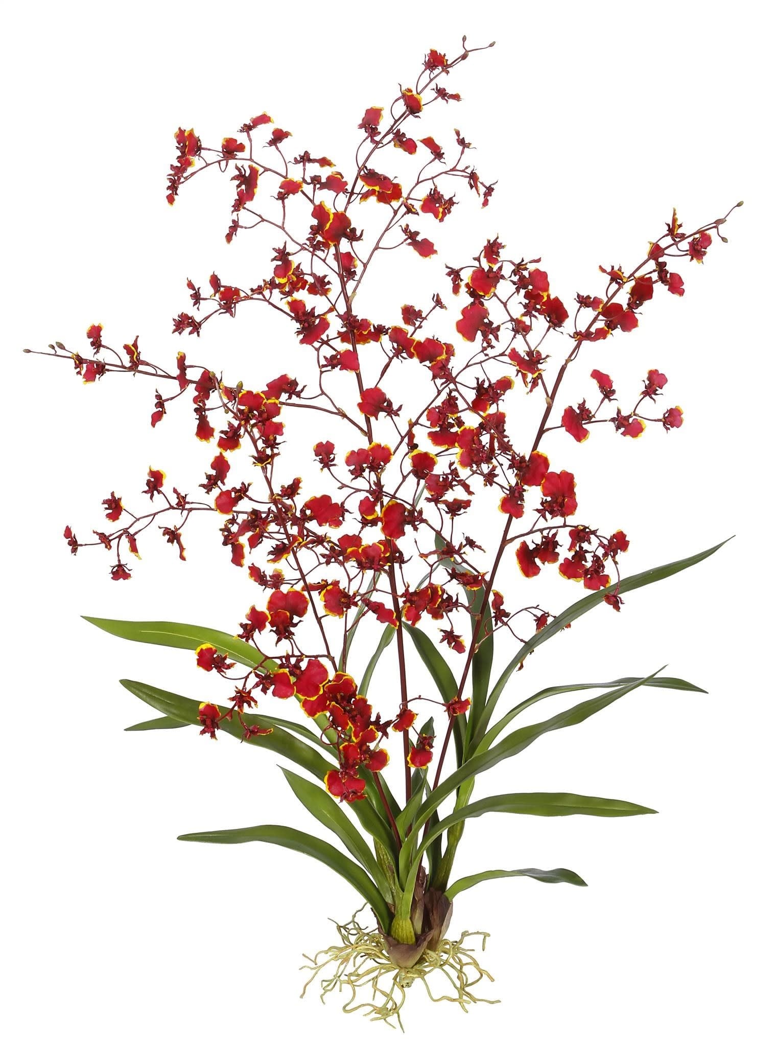 Orchid Dancing Oncidium Plant L. 40" Burgundy