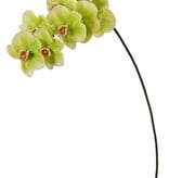 Phalaenopsis Orchid x8 Green