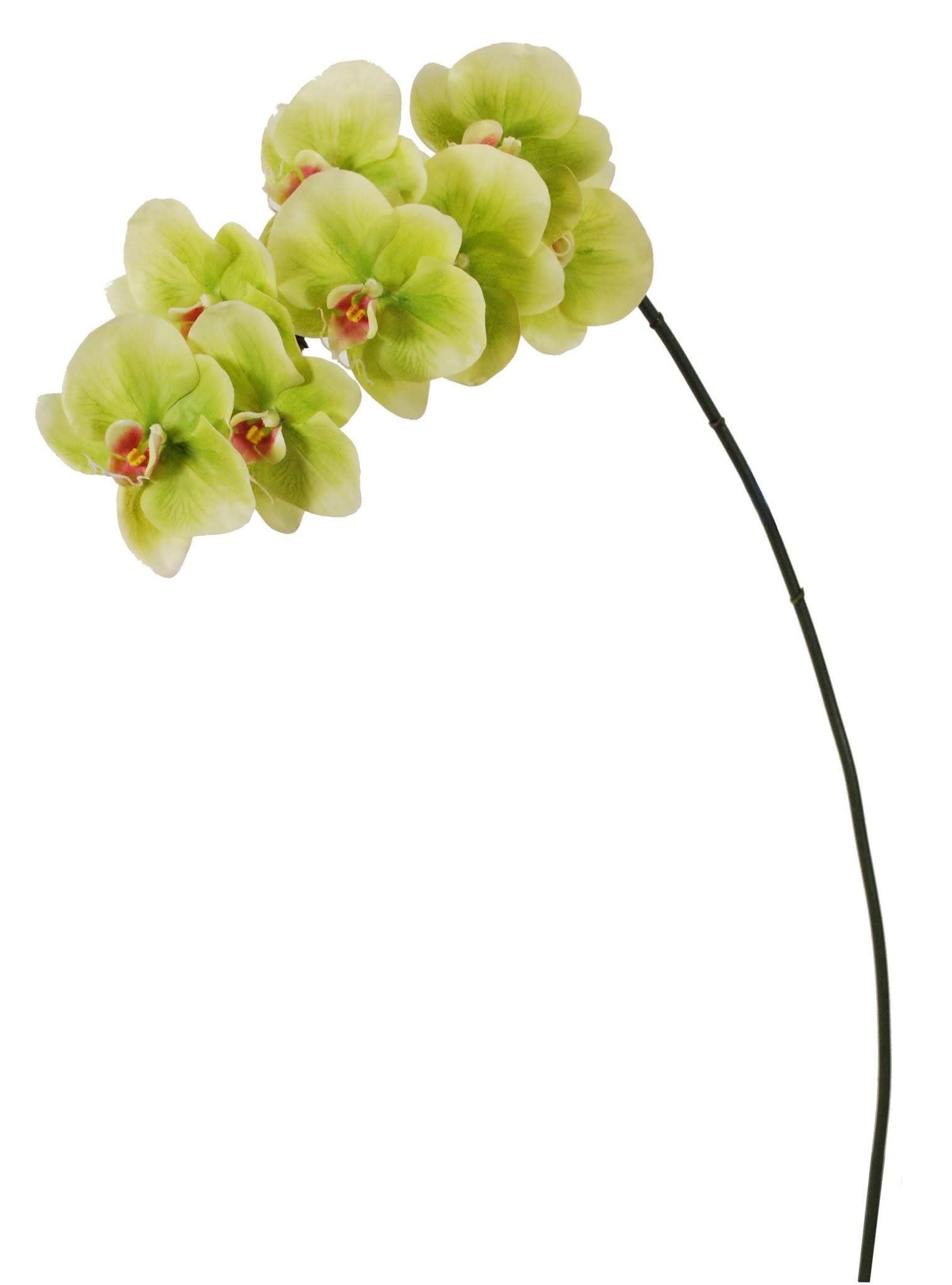 Phalaenopsis Orchid x8 Green