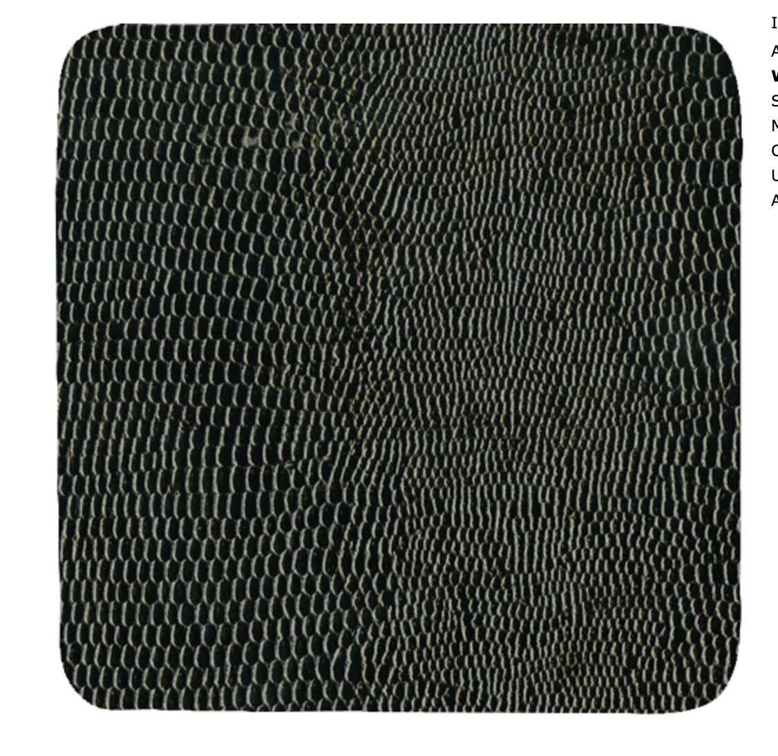 Black Lizard  square Coaster 8 In