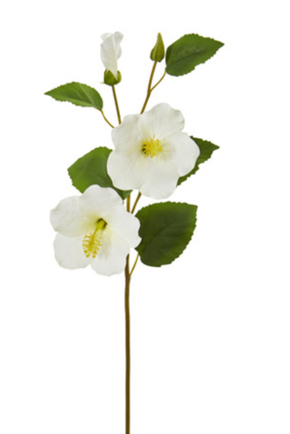 Hibiscus Flower - White