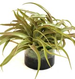 Tillandsia Plants in Faux Water with Moss