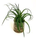 Air Plant in 3" Cylinder-Faux Water (Green)