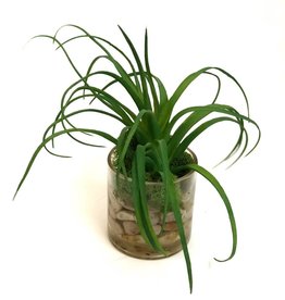 Air Plant in 3" Cylinder-Faux Water (Green)