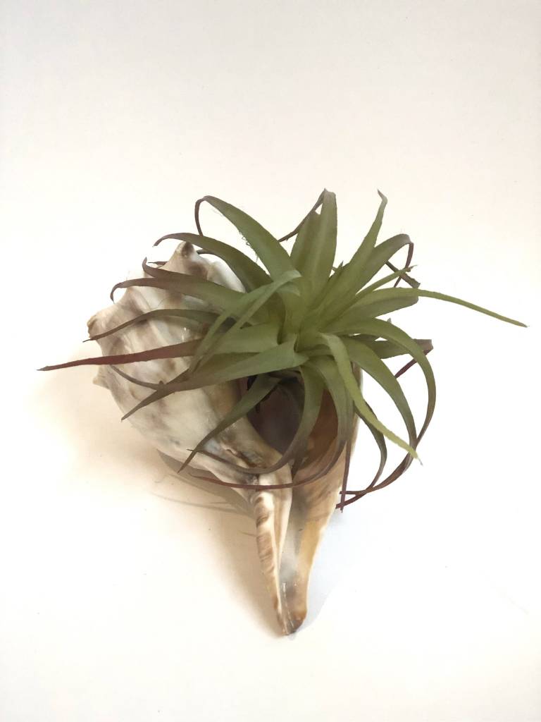 Air Plant in Shell
