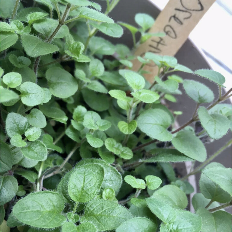 Herb Garden Seed Grow Kit-OLO