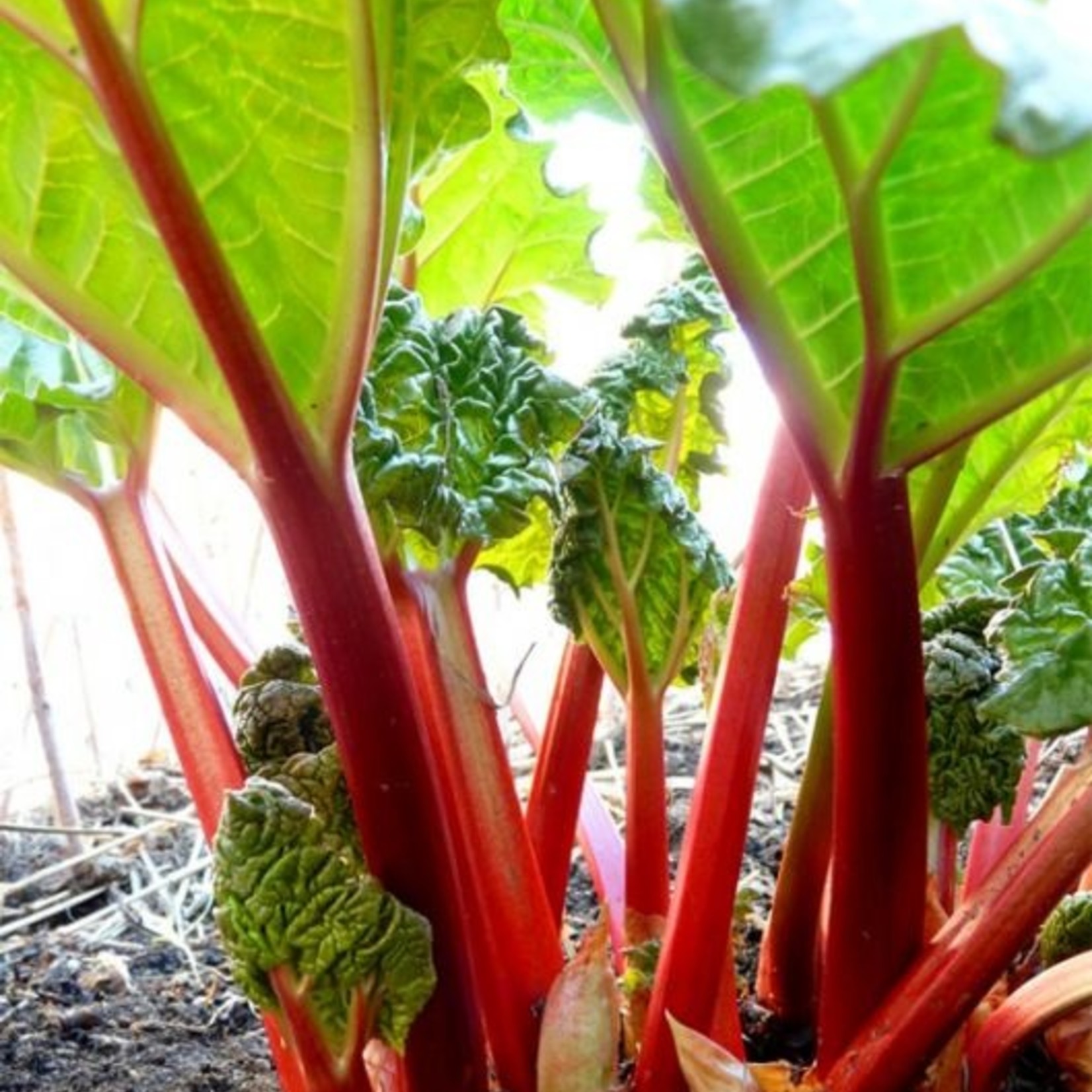 Abbey Farm Abbey Farm Irish Rhubarb & Ginger Jam