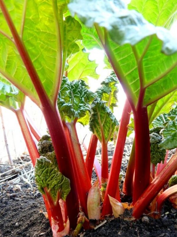 Abbey Farm Abbey Farm Irish Rhubarb & Ginger Jam