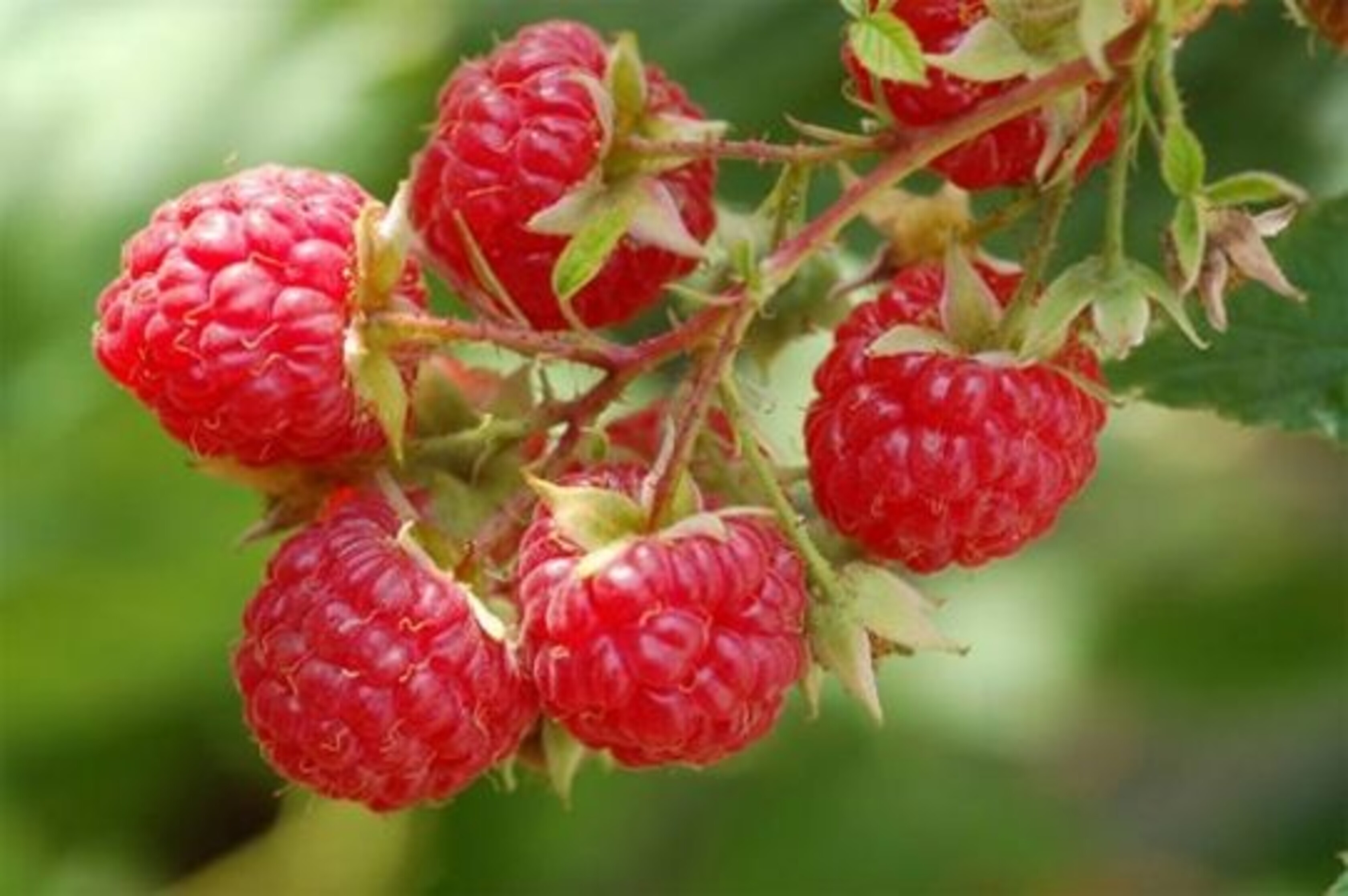 Irish Raspberry Reteta Abbey Farm Irish Raspberry Jam - Celtic Aer
