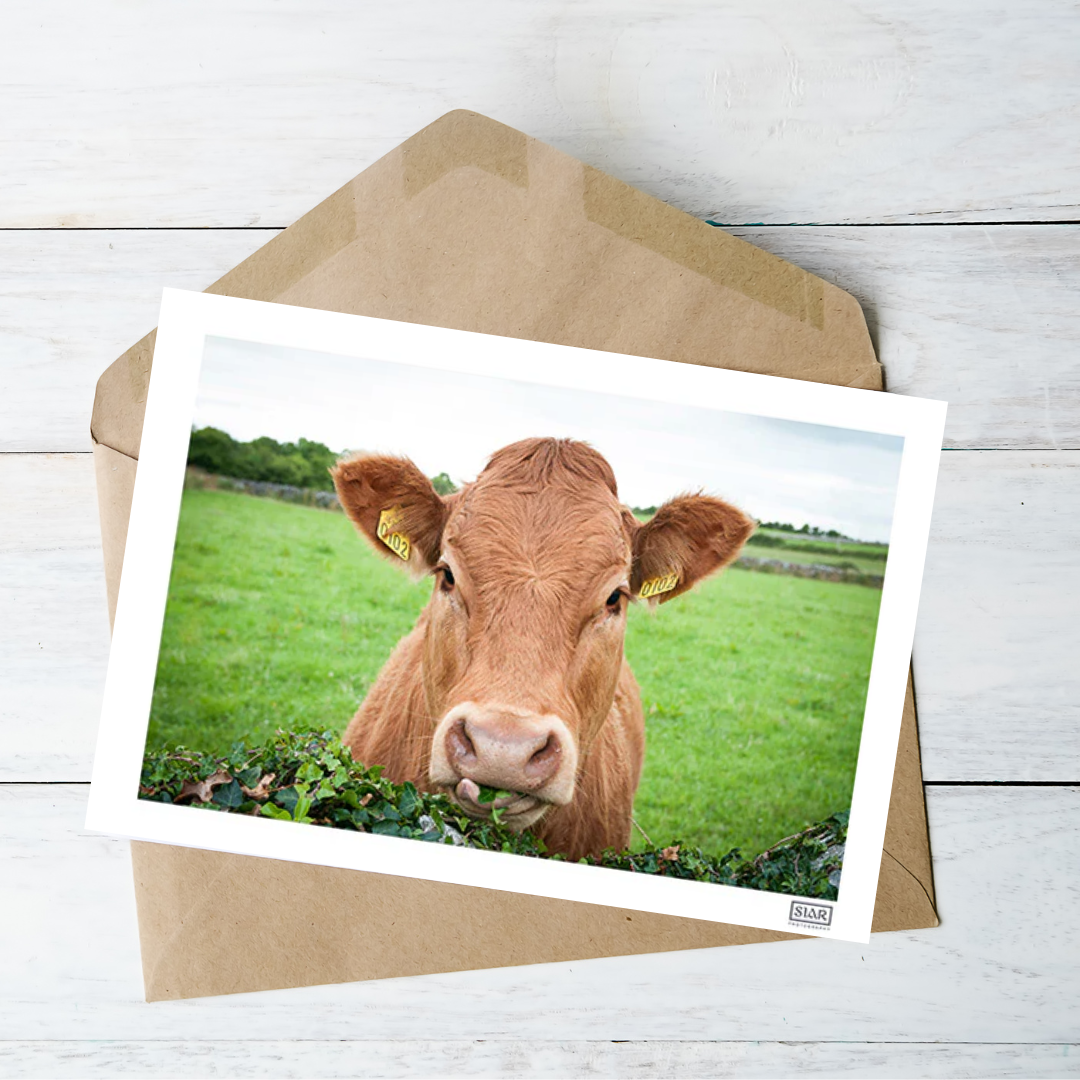 Siar Photography Blank Card:  "Rua The Cow"