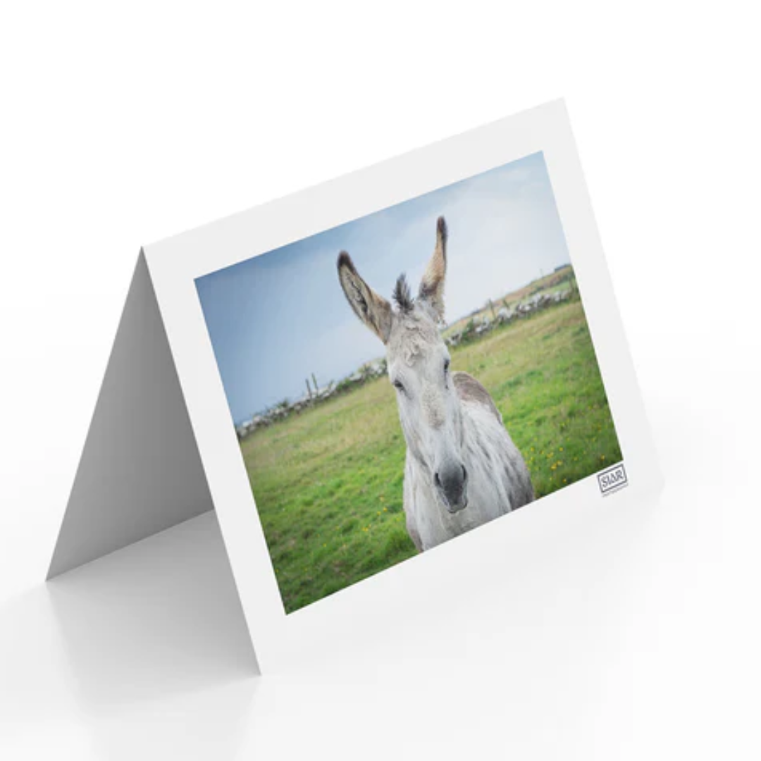 Siar Photography Blank Card: Donkey
