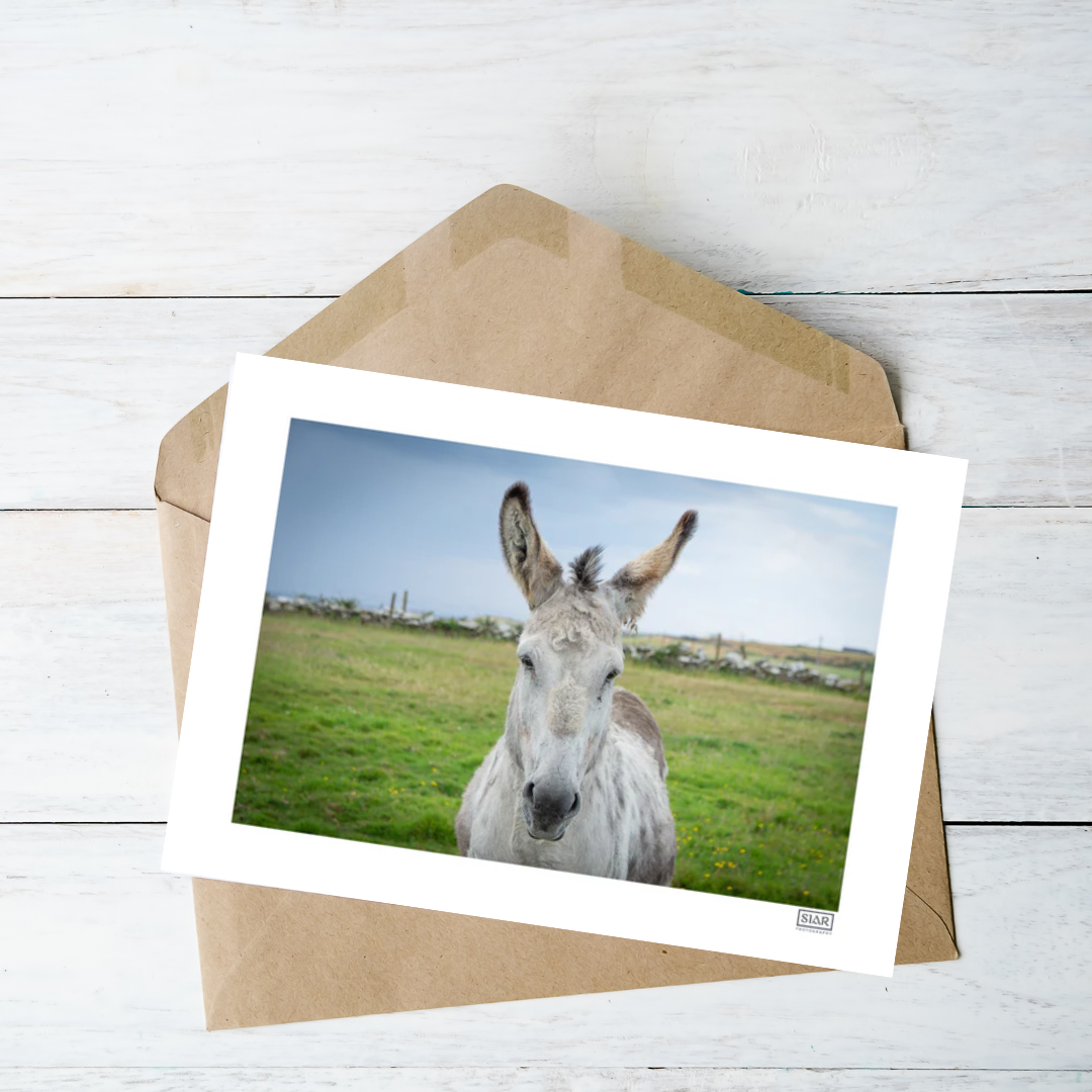 Siar Photography Blank Card: Donkey