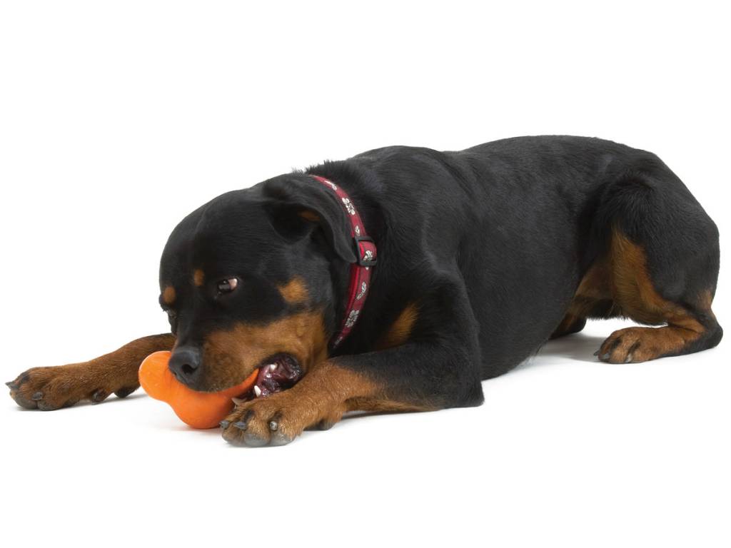 West Paw Zogoflex Tux Dog Toy, Tangerine, Large