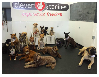 Clever Canine Day School