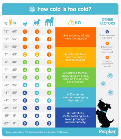 How cold is too cold for your dog this winter?