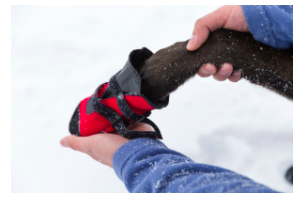 Protect your pet's paws this winter