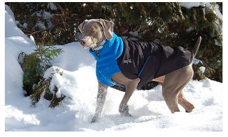 Playing in the snow