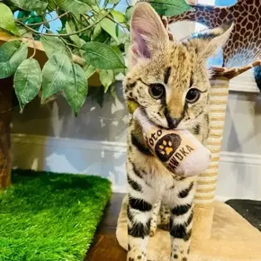 Huxley & Kent - Plush Tot's Pawdka Cat Toy