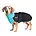 Chilly Dogs Jackets Chilly Dogs  - GWN Long&Lean Arctic Blue