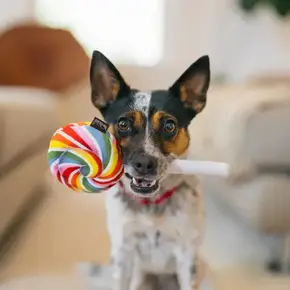 PLAY - Snack Attack - Lollipup