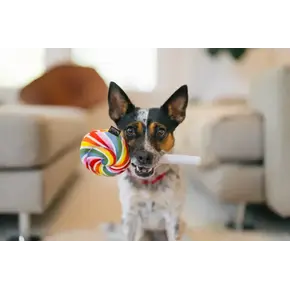 P.L.A.Y. PLAY - Snack Attack - Lollipup