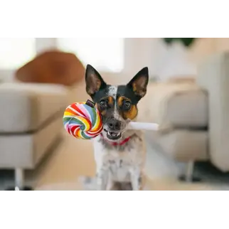 P.L.A.Y. PLAY - Snack Attack - Lollipup