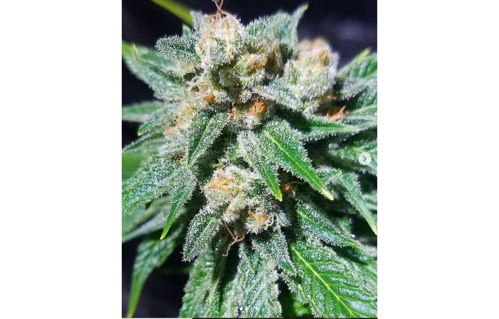 Hangover Haze Reg 12 pk