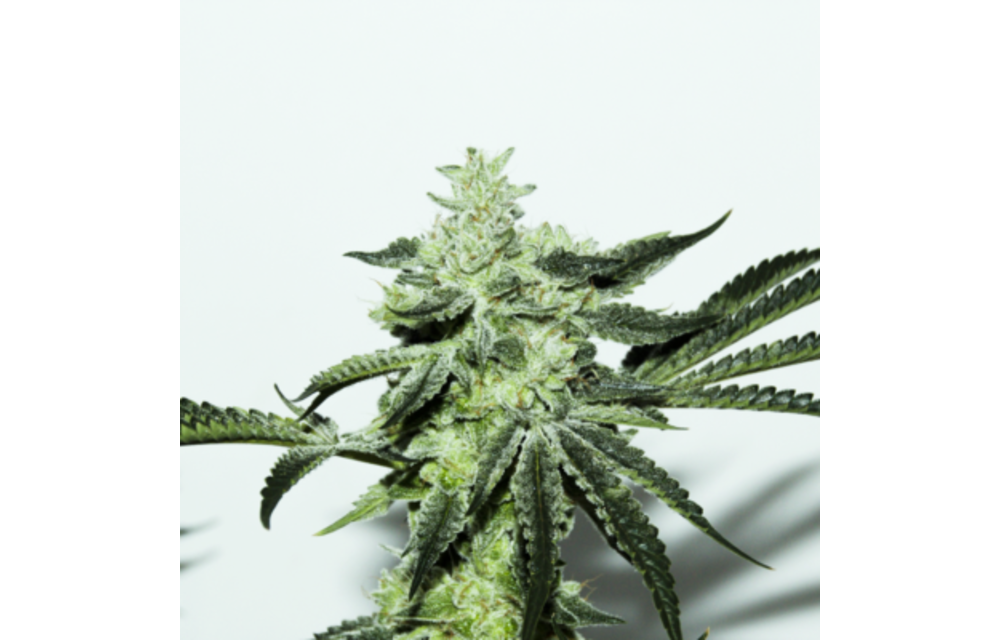 Dosi Sherbet Reg 12 pk