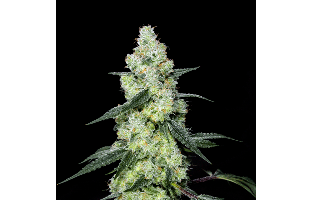 Lemon Dosi Reg 12 pk