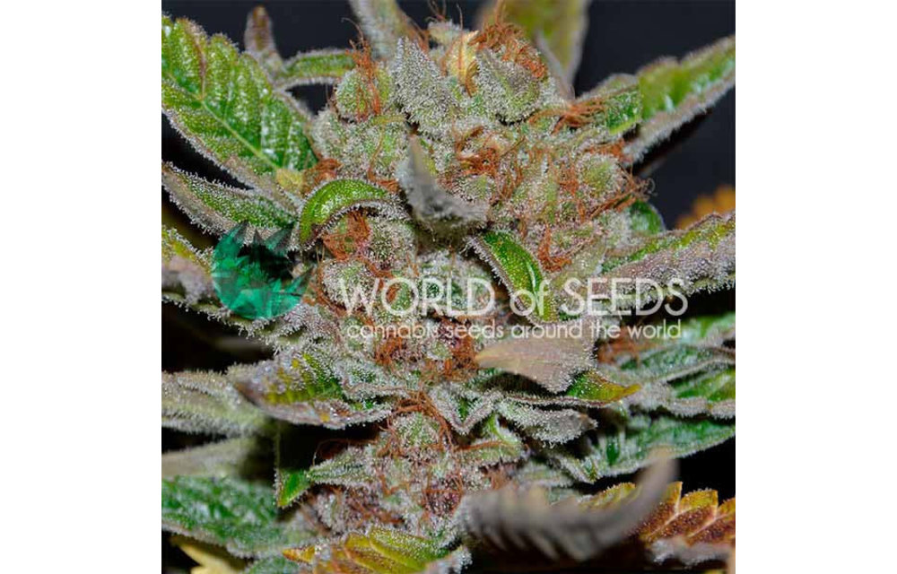 Bubba Haze Reg 10 pk