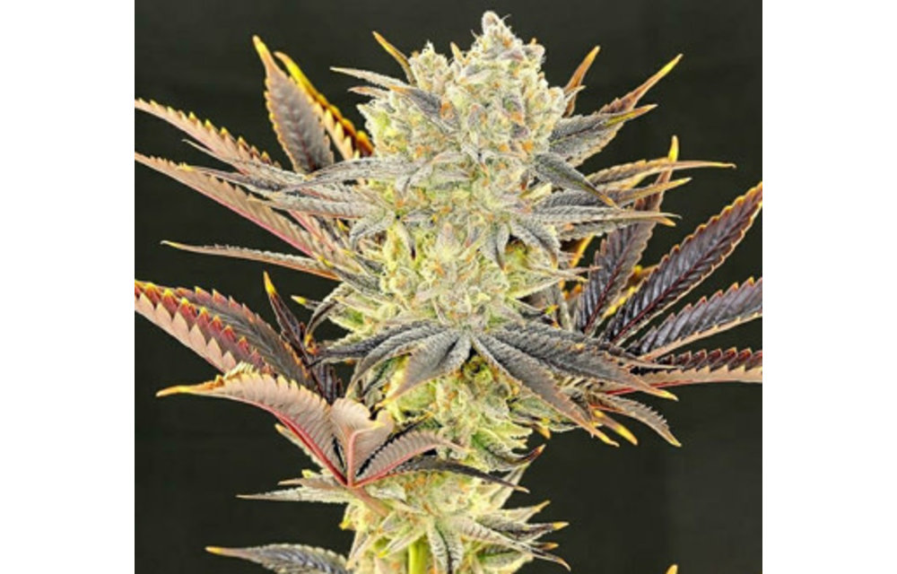 Citradelic Sunset Fem 10 pk
