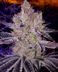 Feminized Sativa Seeds