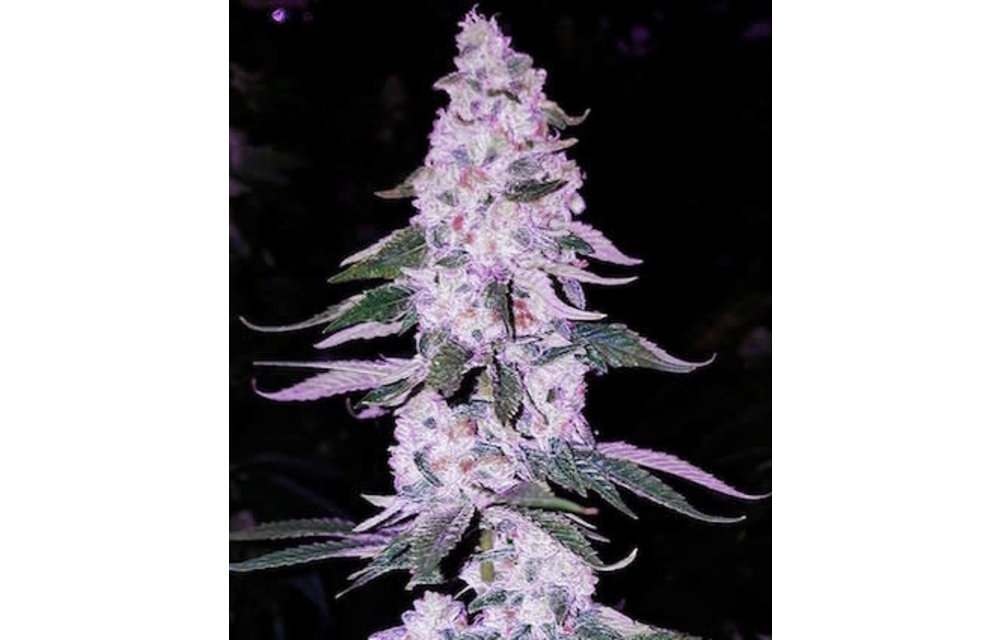 Ethos Hash Plant Bx1 Reg 17 pk