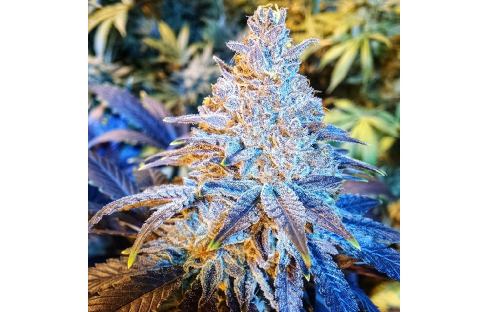 Mandarin Sunset Fem 10 pk