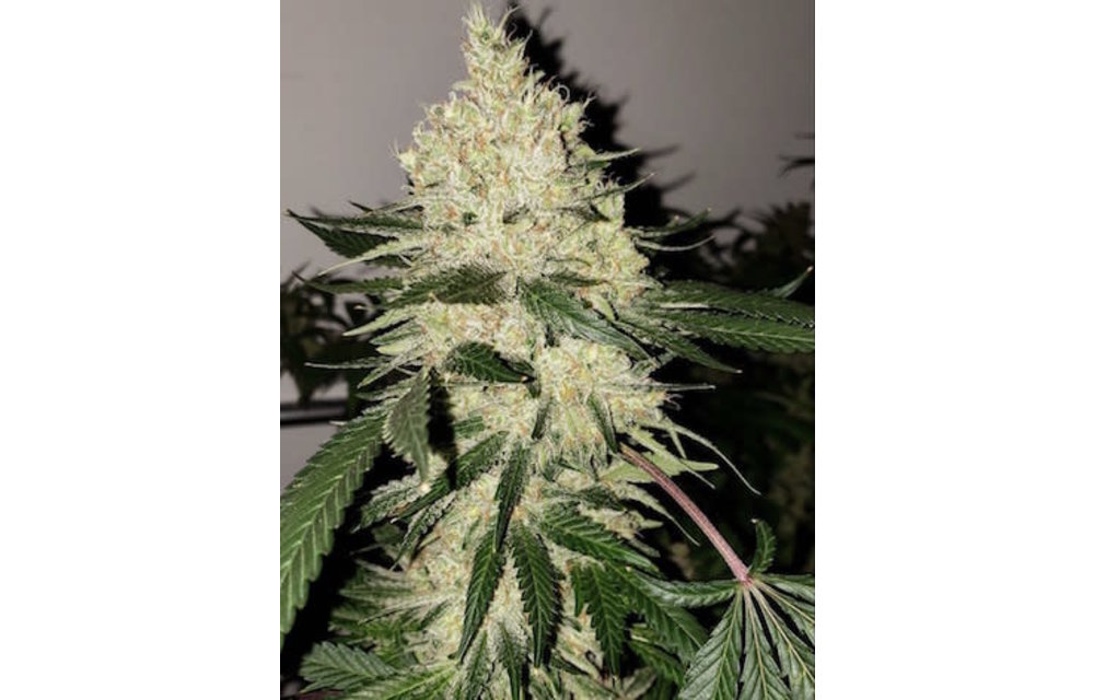 Lilac Diesel Bx4 Reg 17 pk