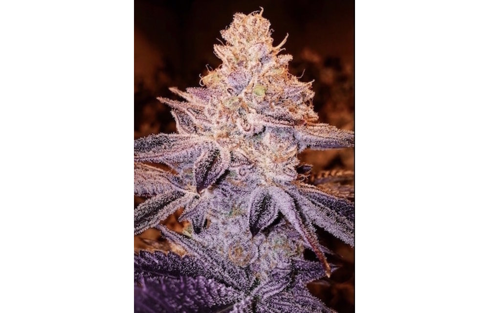 Peach Crescendo F1 Reg 17 pk