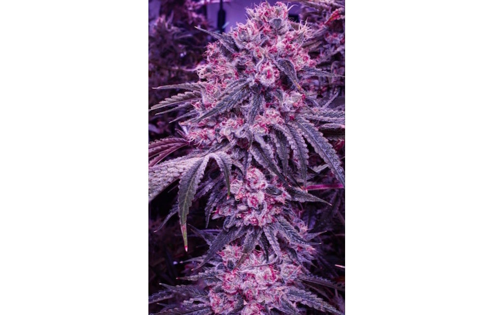 Citral Flo Bx1 Reg 17 pk