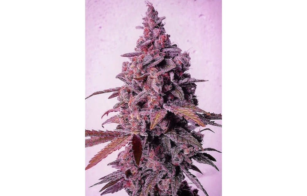 Mandarin Zkittles Fem 10 pk