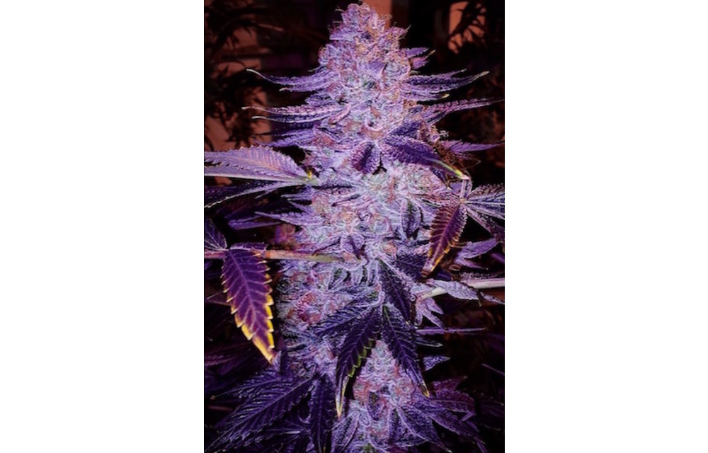 Forbidden Zkittles Bx1 Reg 17 pk