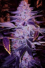 Hybrid Regular
