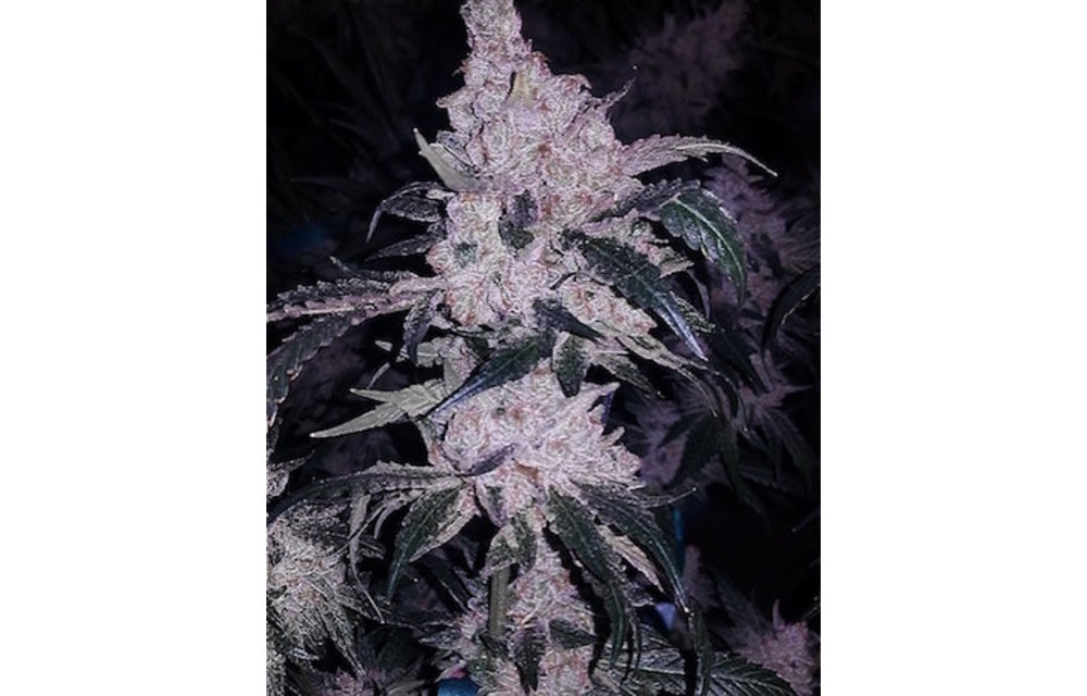 Headband Cookies Bx1 Reg 17 pk