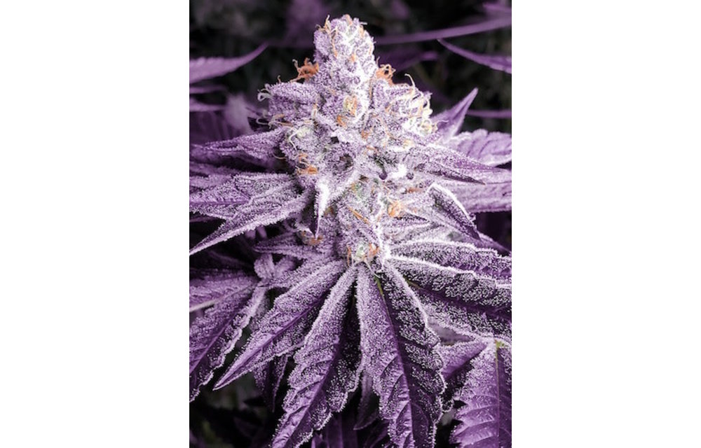 Lilac OG Bx1 Reg 17 pk