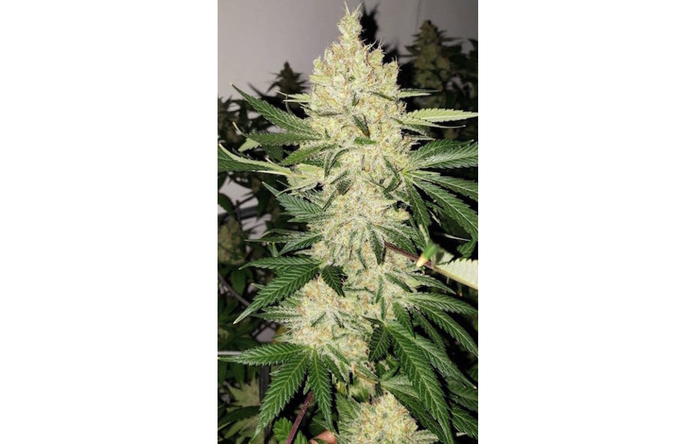 Super Lemon Haze F5 Reg 17 pk