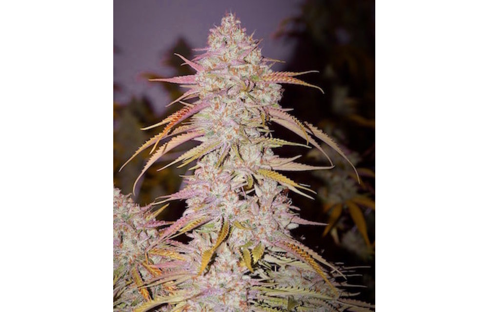 Lemon OG Haze F4 Reg 17 pk